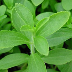 Stevia