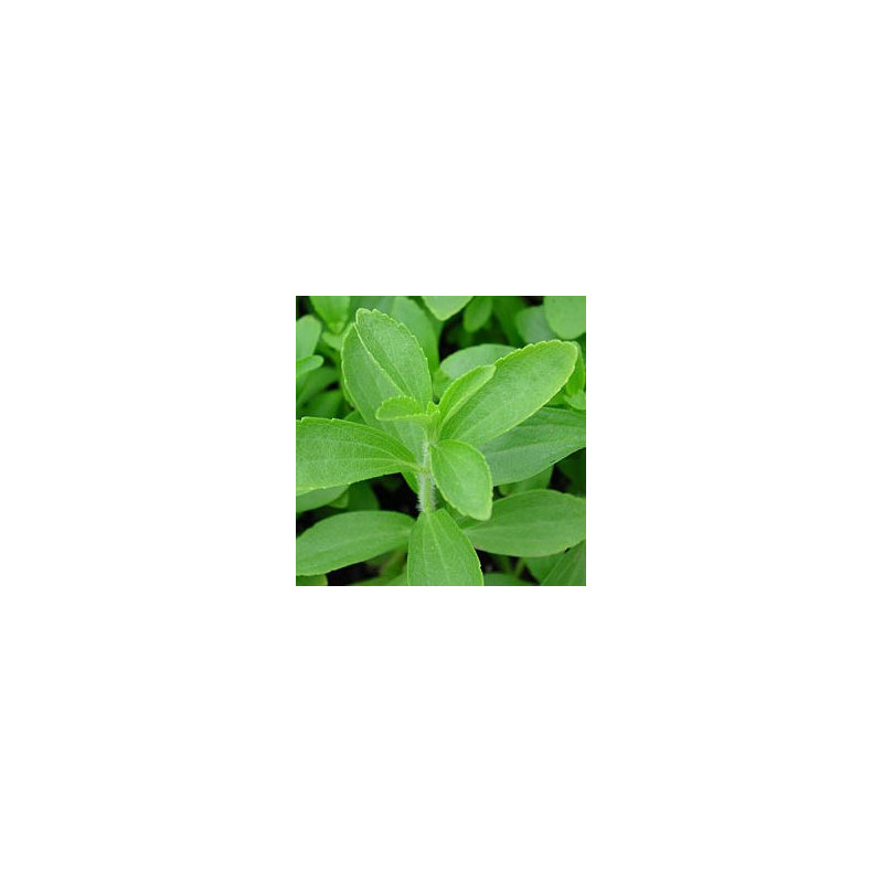 Stevia