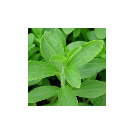 Stevia