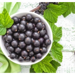 DDK Aroma – Solbær 10 ml.