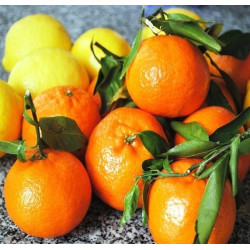 DDK – Clementine Apparition...