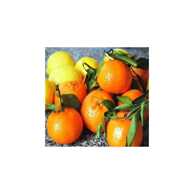 DDK – Clementine Apparition 30/10 ml