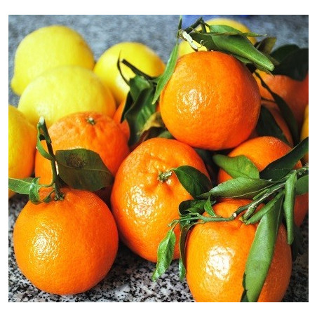 DDK – Clementine Apparition 30/10 ml