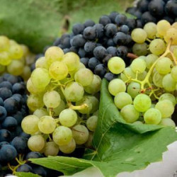 High City – Grapey Ice...