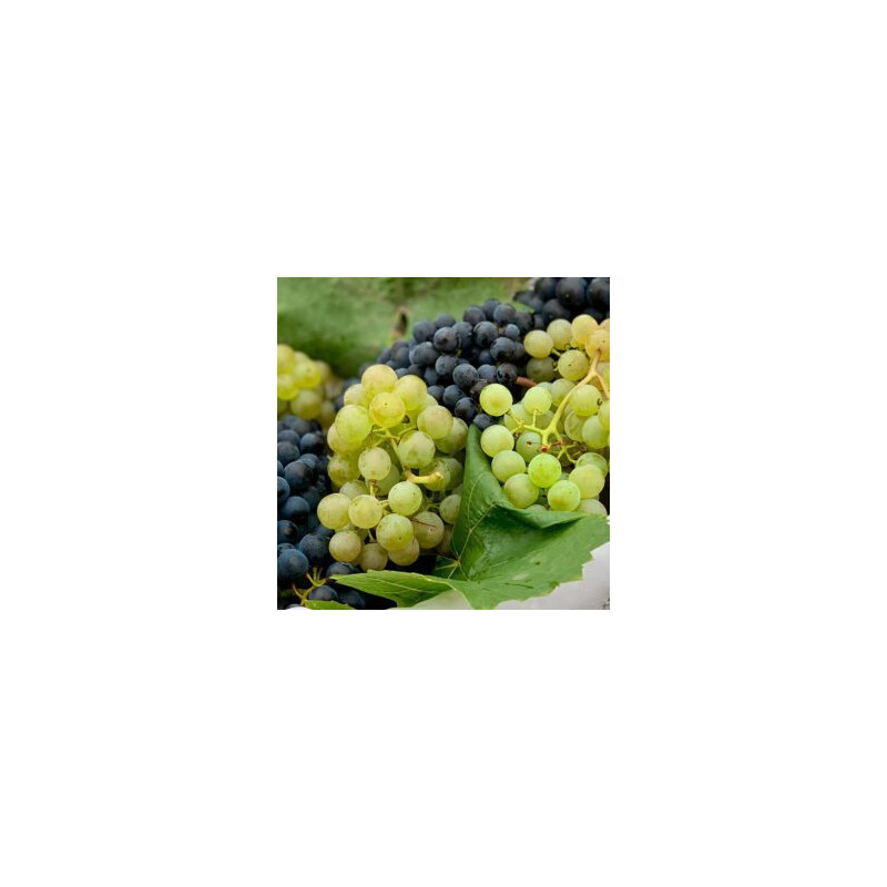 High City – Grapey Ice 30/10 ml.