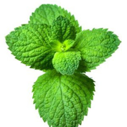 High City – Speargum 30/10 ml.