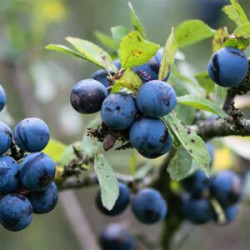 High City – Winther Berries...