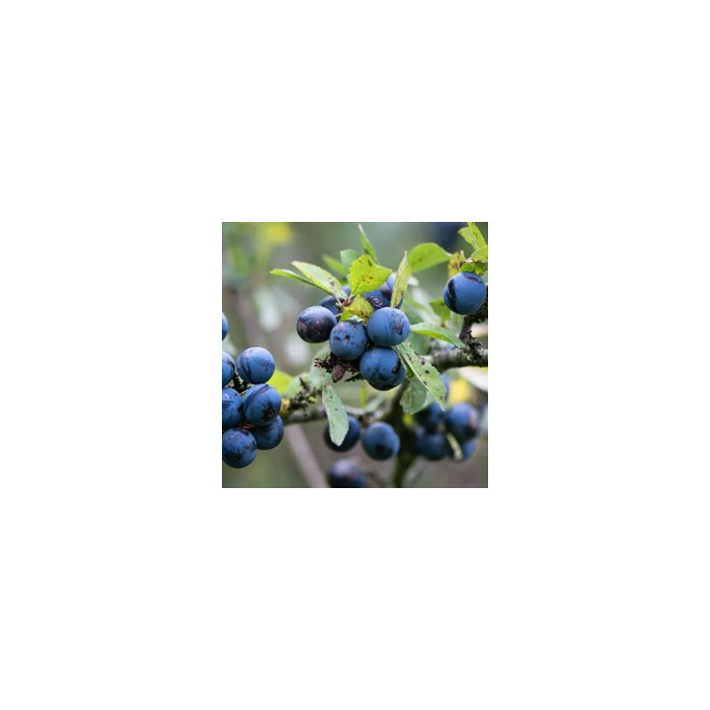 High City – Winther Berries 30/10 ml.
