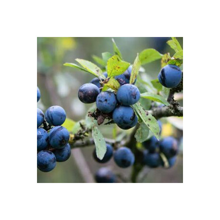 High City – Winther Berries 30/10 ml.